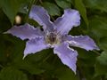 Clematis Joanna Powojnik